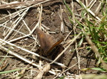 FZ018675 Meadow Brown butterfly.jpg